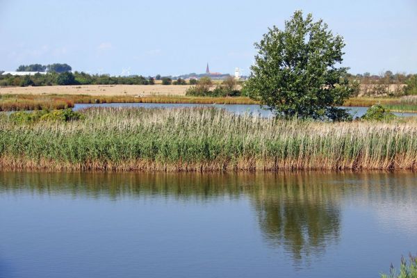 Reetlandschaft | Foto: Kollenberg 
